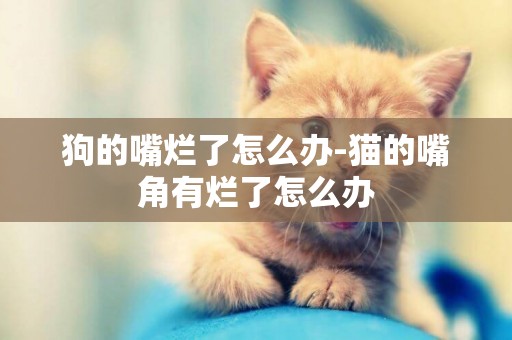狗的嘴爛了怎么辦-貓的嘴角有爛了怎么辦