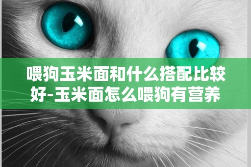 喂狗玉米面和什么搭配比較好-玉米面怎么喂狗有營養