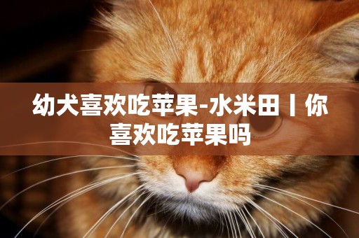 幼犬喜歡吃蘋果-水米田丨你喜歡吃蘋果嗎
