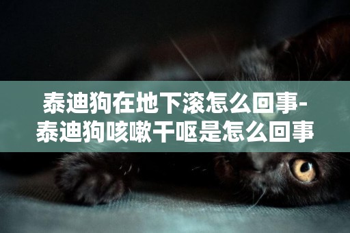 泰迪狗在地下滾怎么回事-泰迪狗咳嗽干嘔是怎么回事