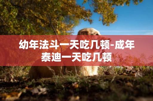 幼年法斗一天吃幾頓-成年泰迪一天吃幾頓