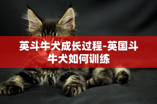 英斗牛犬成長過程-英國斗牛犬如何訓練