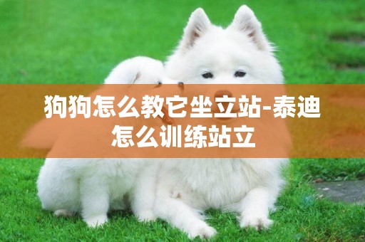 狗狗怎么教它坐立站-泰迪怎么訓練站立