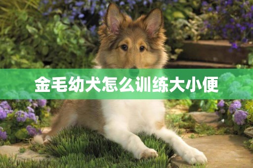 金毛幼犬怎么訓練大小便