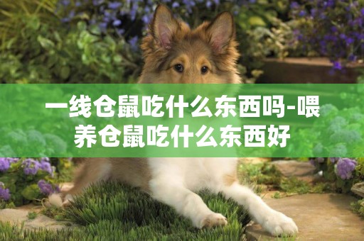 一線倉鼠吃什么東西嗎-喂養倉鼠吃什么東西好