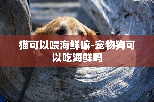 貓可以喂海鮮嘛-寵物狗可以吃海鮮嗎