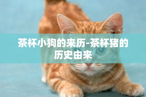 茶杯小狗的來歷-茶杯豬的歷史由來