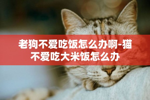 老狗不愛吃飯怎么辦啊-貓不愛吃大米飯怎么辦