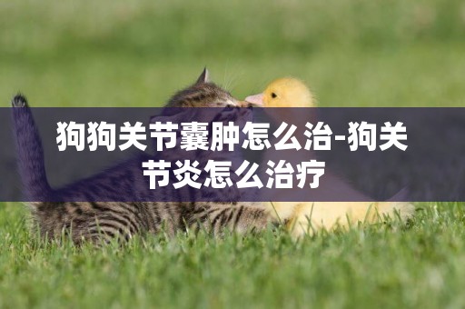 狗狗關節囊腫怎么治-狗關節炎怎么治療