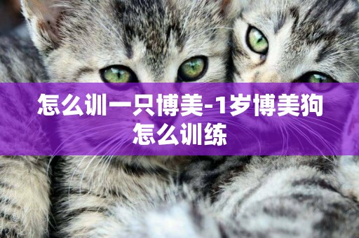 怎么訓一只博美-1歲博美狗怎么訓練