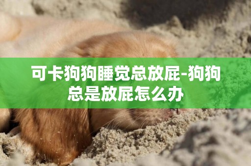 可卡狗狗睡覺總放屁-狗狗總是放屁怎么辦