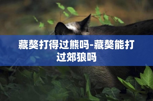藏獒打得過熊嗎-藏獒能打過郊狼嗎