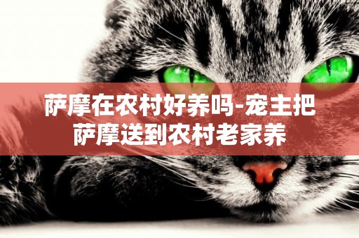 薩摩在農村好養嗎-寵主把薩摩送到農村老家養