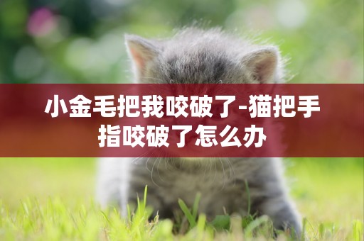 小金毛把我咬破了-貓把手指咬破了怎么辦
