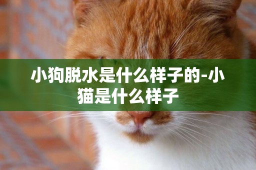 小狗脫水是什么樣子的-小貓是什么樣子