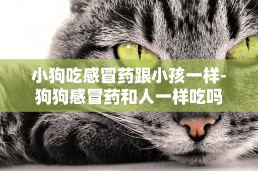 小狗吃感冒藥跟小孩一樣-狗狗感冒藥和人一樣吃嗎