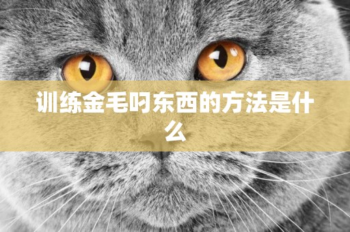 訓練金毛叼東西的方法是什么
