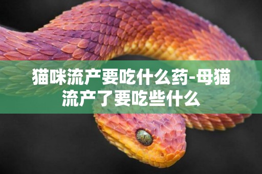 貓咪流產要吃什么藥-母貓流產了要吃些什么
