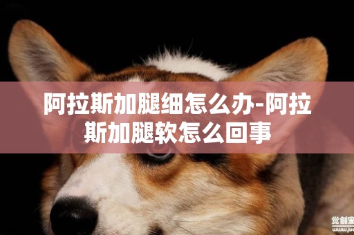 阿拉斯加腿細怎么辦-阿拉斯加腿軟怎么回事
