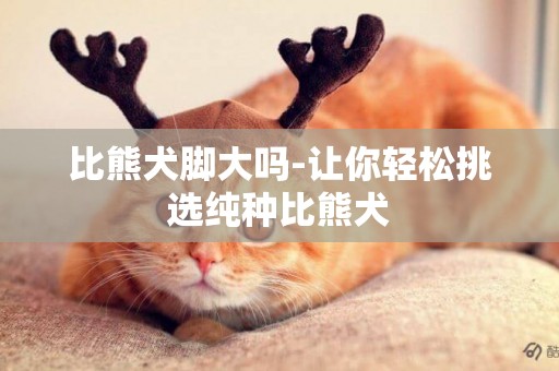 比熊犬腳大嗎-讓你輕松挑選純種比熊犬