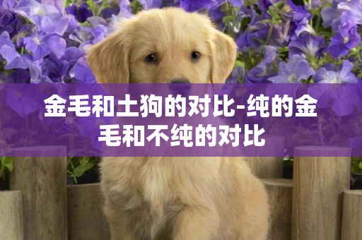 金毛和土狗的對比-純的金毛和不純的對比