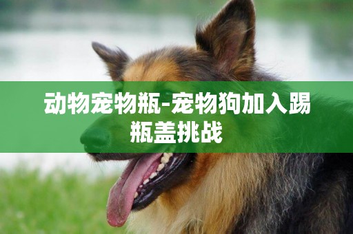 動物寵物瓶-寵物狗加入踢瓶蓋挑戰