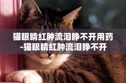 貓眼睛紅腫流淚睜不開用藥-貓眼睛紅腫流淚睜不開
