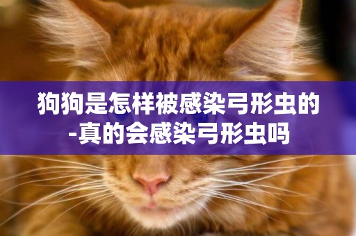 狗狗是怎樣被感染弓形蟲的-真的會感染弓形蟲嗎