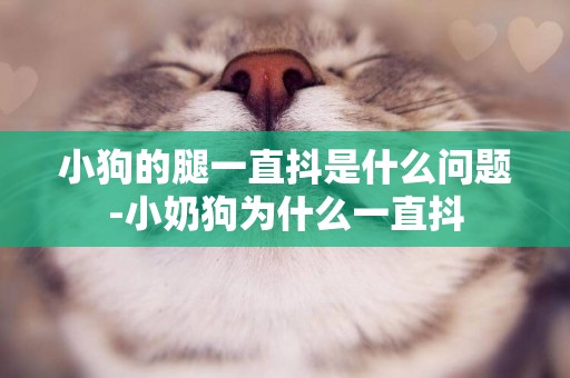 小狗的腿一直抖是什么問題-小奶狗為什么一直抖