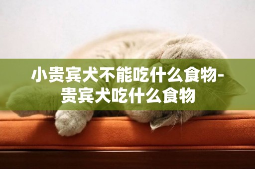 小貴賓犬不能吃什么食物-貴賓犬吃什么食物