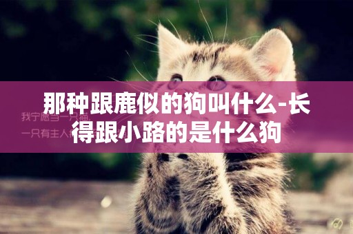 那種跟鹿似的狗叫什么-長得跟小路的是什么狗