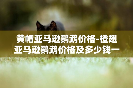 黃帽亞馬遜鸚鵡價格-橙翅亞馬遜鸚鵡價格及多少錢一只