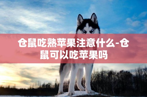 倉鼠吃熟蘋果注意什么-倉鼠可以吃蘋果嗎