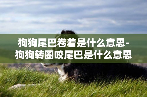 狗狗尾巴卷著是什么意思-狗狗轉圈咬尾巴是什么意思