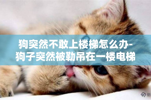 狗突然不敢上樓梯怎么辦-狗子突然被勒吊在一樓電梯間電梯門上