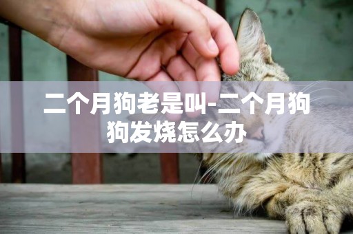 二個月狗老是叫-二個月狗狗發燒怎么辦