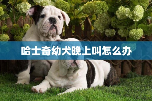 哈士奇幼犬晚上叫怎么辦