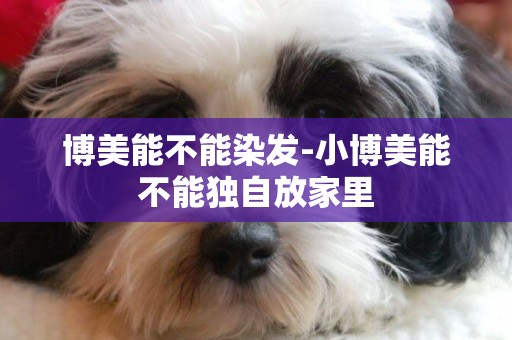 博美能不能染發-小博美能不能獨自放家里