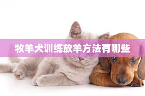 牧羊犬訓練放羊方法有哪些