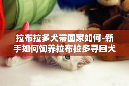 拉布拉多犬帶回家如何-新手如何飼養拉布拉多尋回犬