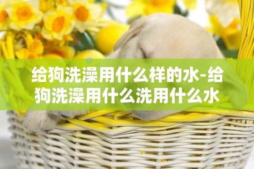 給狗洗澡用什么樣的水-給狗洗澡用什么洗用什么水