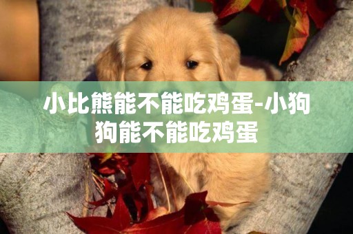 小比熊能不能吃雞蛋-小狗狗能不能吃雞蛋