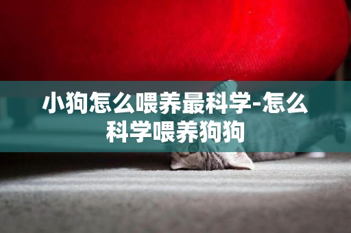 小狗怎么喂養最科學-怎么科學喂養狗狗