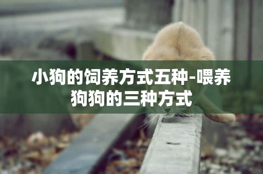 小狗的飼養方式五種-喂養狗狗的三種方式