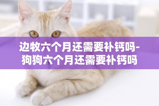 邊牧六個月還需要補鈣嗎-狗狗六個月還需要補鈣嗎