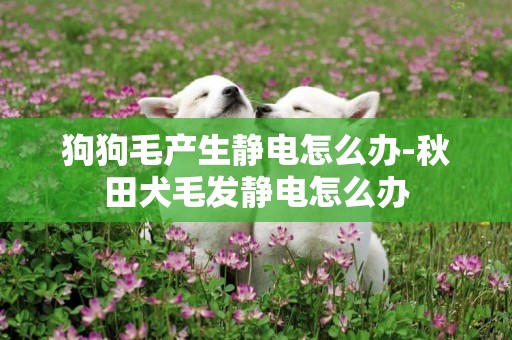 狗狗毛產生靜電怎么辦-秋田犬毛發靜電怎么辦
