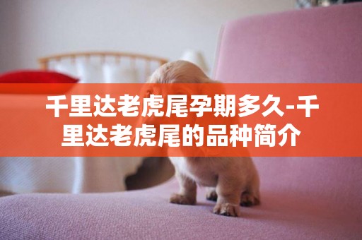 千里達老虎尾孕期多久-千里達老虎尾的品種簡介