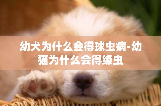 幼犬為什么會得球蟲病-幼貓為什么會得絳蟲