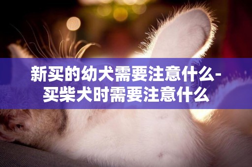 新買的幼犬需要注意什么-買柴犬時需要注意什么