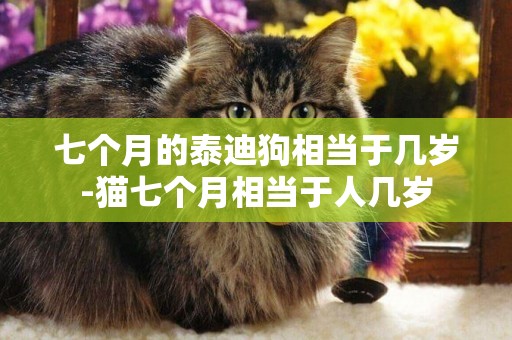 七個月的泰迪狗相當于幾歲-貓七個月相當于人幾歲